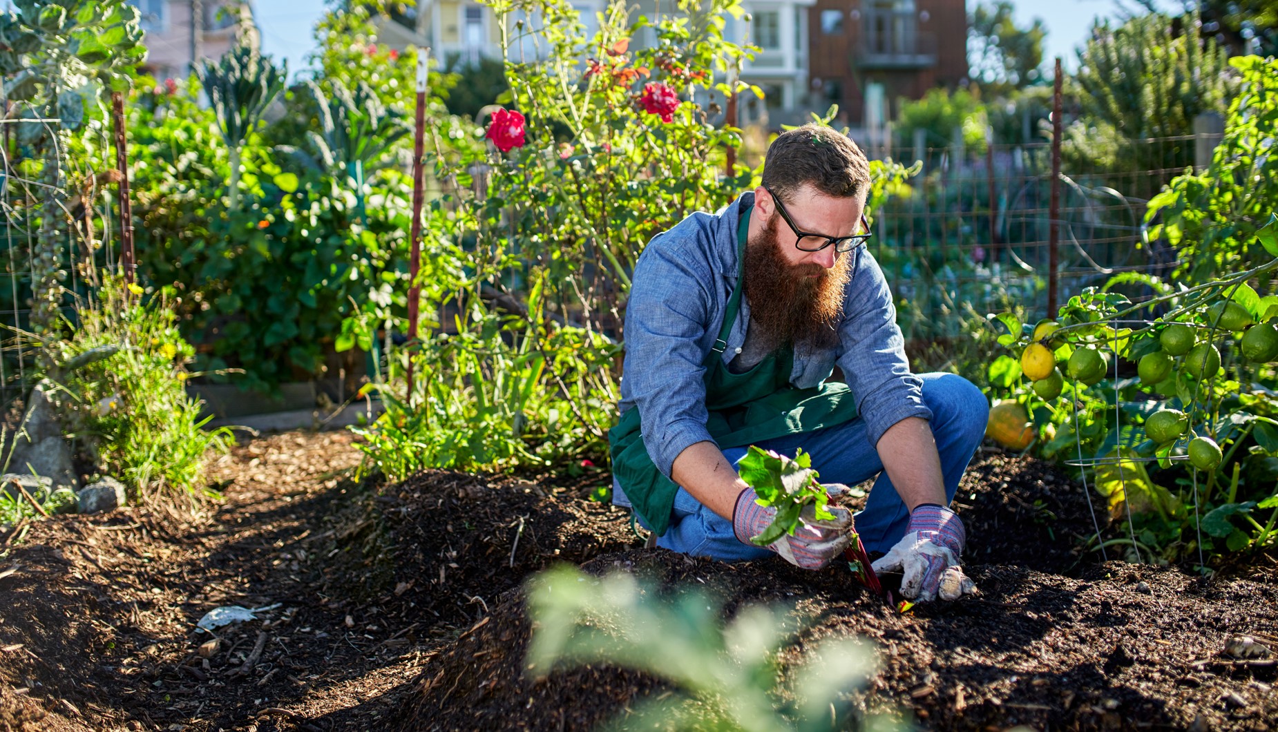 1850×1060-millennial-urban-harvesting
