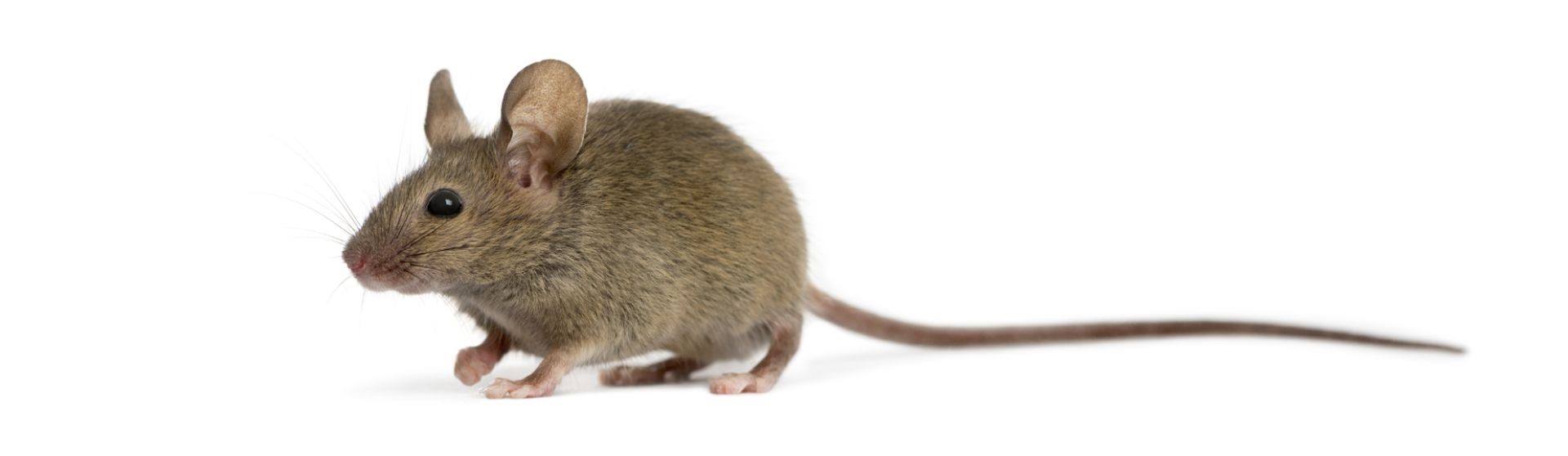 muis_groot_1850_breed